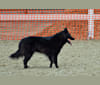 Lady, a Belgian Shepherd tested with EmbarkVet.com