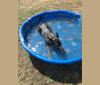 Theo, a German Shepherd Dog and Miniature/MAS-type Australian Shepherd mix tested with EmbarkVet.com