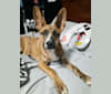 Photo of Milo, an American Pit Bull Terrier, Chow Chow, German Shepherd Dog, and Mixed mix in Cd. Juarez, Chihuahua, Mexico