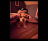 Pierre, a Chihuahua and Shih Tzu mix tested with EmbarkVet.com