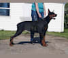 Echo, a Doberman Pinscher tested with EmbarkVet.com