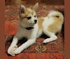 JeriJeree, a Japanese or Korean Village Dog tested with EmbarkVet.com