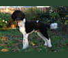 Nino, a Poodle (Standard) tested with EmbarkVet.com