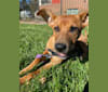 Lola, an American Pit Bull Terrier and Labrador Retriever mix tested with EmbarkVet.com