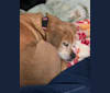 Ginger Bellar, a Beagle and Chihuahua mix tested with EmbarkVet.com