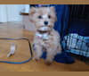 Mouse, a Poodle (Small) tested with EmbarkVet.com