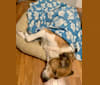 Cujo, a Great Pyrenees and Rottweiler mix tested with EmbarkVet.com