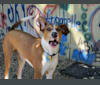 Bunjee, a Treeing Walker Coonhound and Australian Shepherd mix tested with EmbarkVet.com