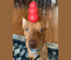 Gio, a Chihuahua and Pomeranian mix tested with EmbarkVet.com