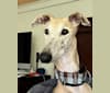 Marcelino, a Spanish Galgo tested with EmbarkVet.com