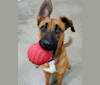 Elsa, a German Shepherd Dog and Boxer mix tested with EmbarkVet.com