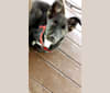 Romeo, a Siberian Husky and Labrador Retriever mix tested with EmbarkVet.com