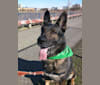 Chewy, a German Shepherd Dog tested with EmbarkVet.com