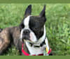 Mai-Mai, a Boston Terrier tested with EmbarkVet.com