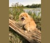 Grizzle, a Pomeranian tested with EmbarkVet.com