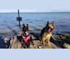 Photo of Luna, a Siberian Husky and German Shepherd Dog mix in Ohio, USA
