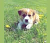 Mojo, a Labrador Retriever and American English Coonhound mix tested with EmbarkVet.com