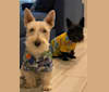 King, a Scottish Terrier tested with EmbarkVet.com