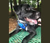 Gus the Buster, a Portuguese Water Dog and Staffordshire Bull Terrier mix tested with EmbarkVet.com