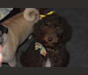 Maddi, a Poodle (Standard) and Labrador Retriever mix tested with EmbarkVet.com