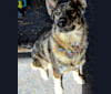 Riley, a German Shepherd Dog and Siberian Husky mix tested with EmbarkVet.com