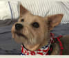 Daisy Scout, a Miniature Pinscher and Chihuahua mix tested with EmbarkVet.com