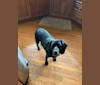 Gus, a Beagle and Cocker Spaniel mix tested with EmbarkVet.com