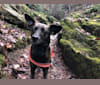 Rowdy, a Chihuahua and Miniature Pinscher mix tested with EmbarkVet.com