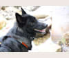 Photo of Ame, a Belgian Sheepdog, German Shepherd Dog, and Siberian Husky mix in Croatia