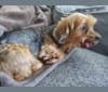 Yuki, a Yorkshire Terrier tested with EmbarkVet.com