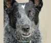 Wiley, an Australian Cattle Dog tested with EmbarkVet.com