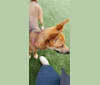Melanie, a German Shepherd Dog and Akita mix tested with EmbarkVet.com
