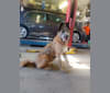 Sasquatch, an Akita and Irish Wolfhound mix tested with EmbarkVet.com