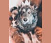 Brutus, a German Shepherd Dog and Siberian Husky mix tested with EmbarkVet.com