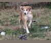 Photo of Brie, an American Foxhound  in Chase City, VA, USA