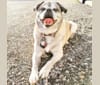 Photo of Pugsley, a Pug, Shih Tzu, Pekingese, and Russell-type Terrier mix in Elmvale, Ontario, Canada