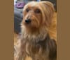 Coko, a Silky Terrier tested with EmbarkVet.com