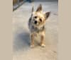Photo of Molly, a Yorkshire Terrier, Cairn Terrier, Chihuahua, and Poodle (Small) mix in Riverside, California, USA