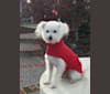 coco, a Poodle (Small) and Bichon Frise mix tested with EmbarkVet.com