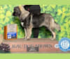 Iris, a Caucasian Ovcharka and Saint Bernard mix tested with EmbarkVet.com