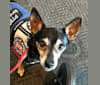 Tanka, a Chihuahua and Miniature Pinscher mix tested with EmbarkVet.com