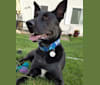 Rowan, a German Shepherd Dog and American Pit Bull Terrier mix tested with EmbarkVet.com