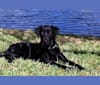 William (William Jefferson), a Labrador Retriever tested with EmbarkVet.com