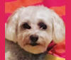 Finley, a Maltipoo (2.7% unresolved) tested with EmbarkVet.com