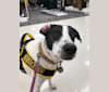 Gideon, a Labrador Retriever and American Bulldog mix tested with EmbarkVet.com