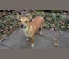Chloe, a Rat Terrier and Pembroke Welsh Corgi mix tested with EmbarkVet.com