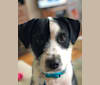 Robby, a Chihuahua and Beagle mix tested with EmbarkVet.com