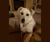 Photo of Gus, a Chow Chow, German Shepherd Dog, American Eskimo Dog, and Mixed mix in Phoenix, Arizona, USA
