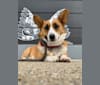 Cheddar, a Pembroke Welsh Corgi tested with EmbarkVet.com