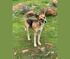 Jane, a German Shepherd Dog and Border Collie mix tested with EmbarkVet.com